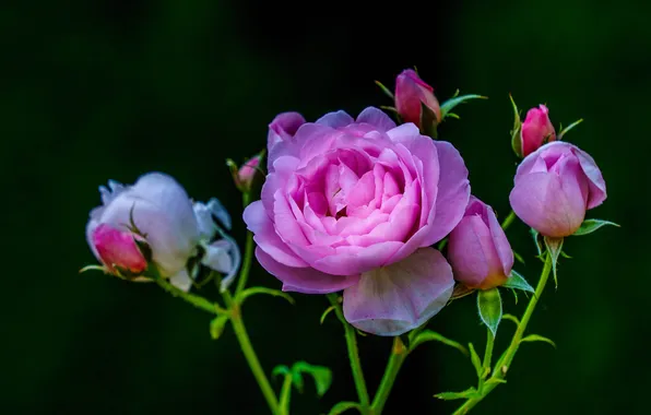 Flowers, stems, roses, pink, black background, buds