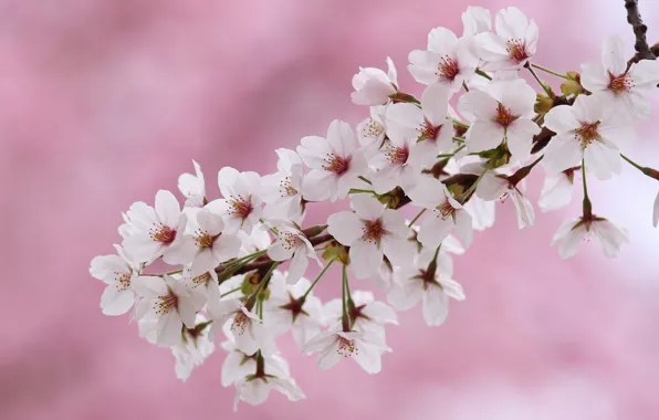 Picture macro, flowers, branches, cherry, spring, flowering
