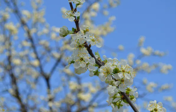 Flowers, cherry, blue background