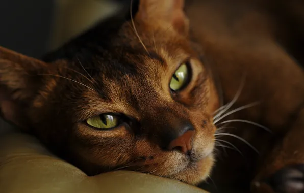 Cat, eyes, cat, look, face, close-up, portrait, lies