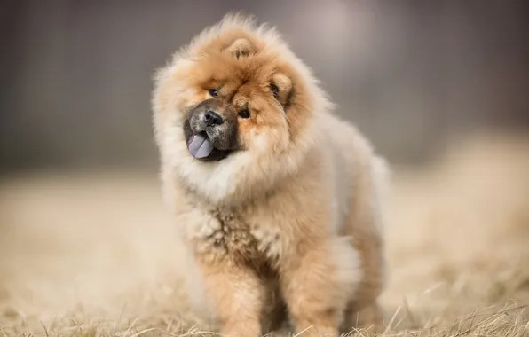 Picture animal, adorable dog, adorable puppy, chow chow dog, chow chow