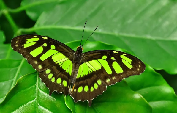 Close-up, butterfly, wings, beautiful, green leaf