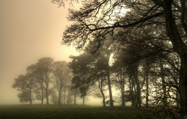 Autumn, trees, fog, the evening