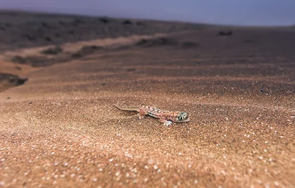 Nature, background, lizard
