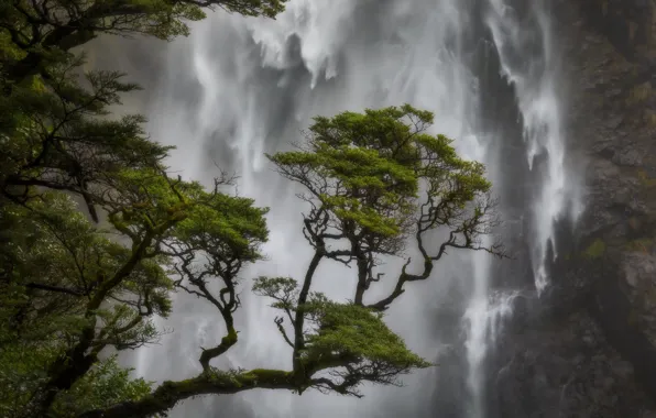 Tree, waterfall, New Zealand, New Zealand, pine, Canterbury, Canterbury, Arthur's Pass National Park