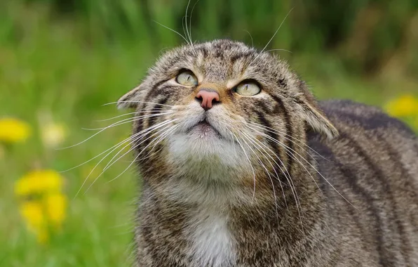 Cat, cat, face, grey, striped, wild, forest, wild cat
