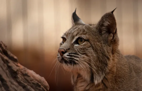 Picture look, background, predator, lynx