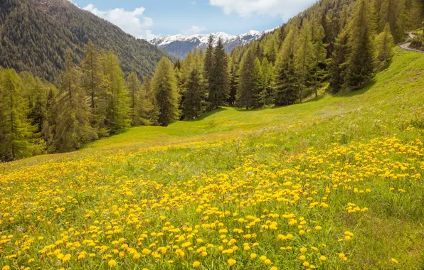 Road, forest, the sky, grass, the sun, clouds, trees, flowers