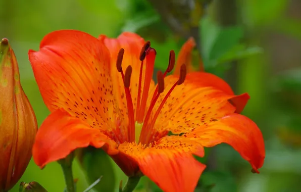 Picture Macro, Lily, Lily, Macro, Orange lily