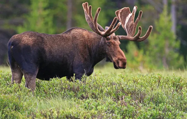 Giant, horns, moose