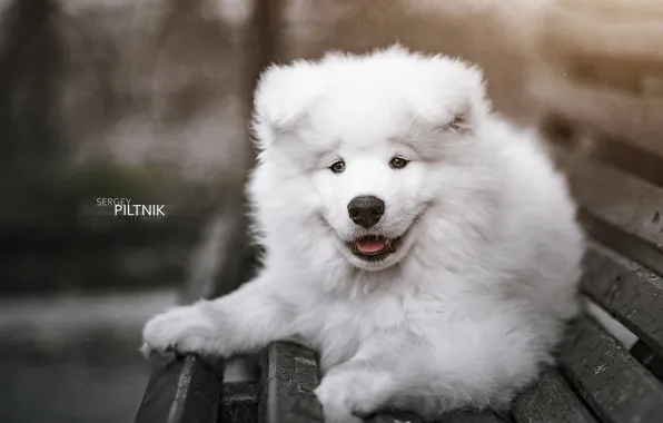 Dog, Samoyed, Sergey Piltnik