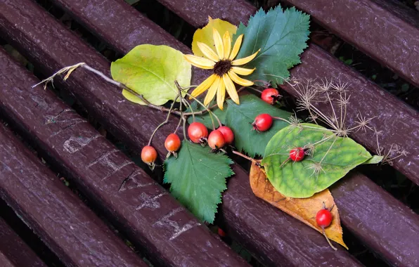 Picture leaves, flowers, widescreen, Wallpaper, wallpaper, bench, widescreen, background