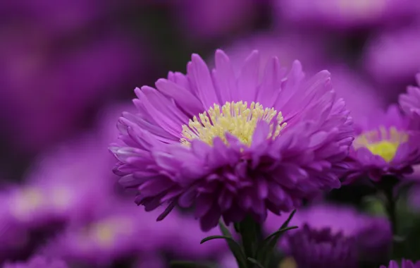 Picture flower, purple, macro, Astra