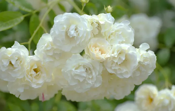 Summer, leaves, flowers, roses, branch, garden, white, bokeh