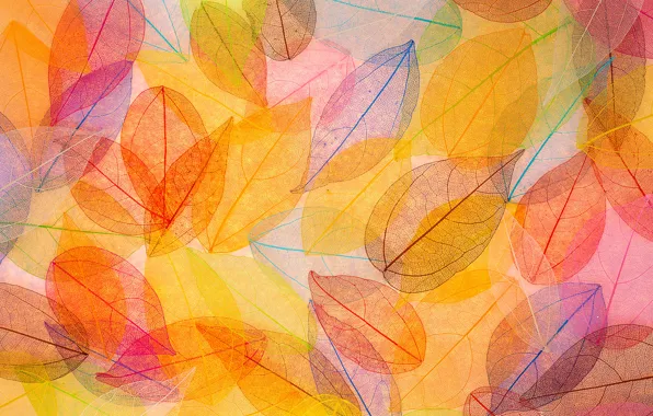Picture leaves, background, colorful, abstract, autumn, leaves, autumn, transparent