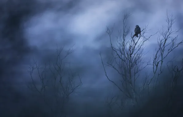 Night, tree, bird