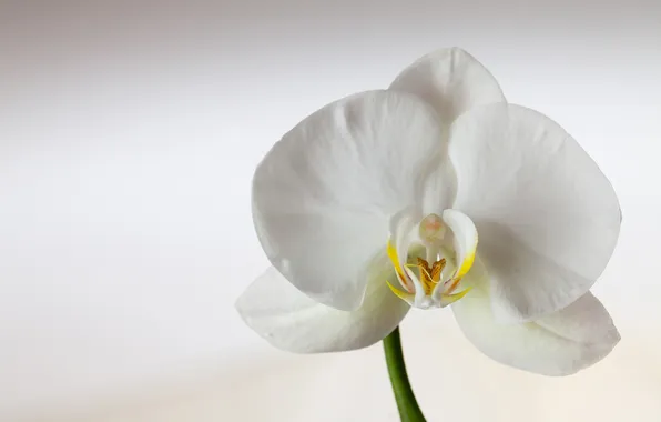 White, flowers, petals, Orchid
