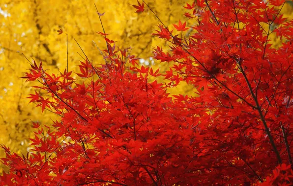 Autumn, leaves, trees, yellow, red, maple, crown