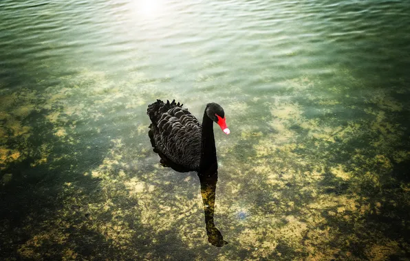 Picture water, black, Swan, shallow water