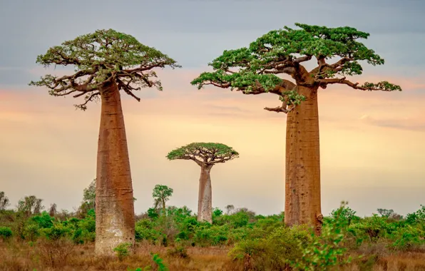 Trees, baobab, Madagascar