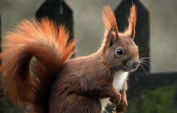 Picture macro, protein, red