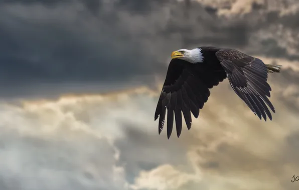 Wings, power, flight, bald eagle, bird of prey