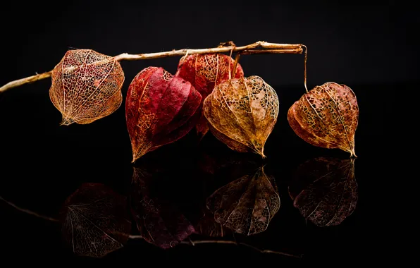 Reflection, branch, fruit, dry, black background, physalis, composition, boxes