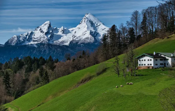 Forest, snow, mountains, house, tops, slope
