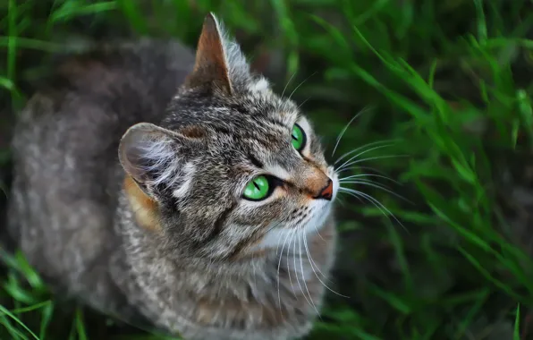 Picture cat, look, weed, cat