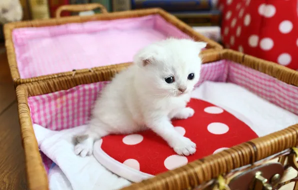 Cat, white, kitty, baby, box, sitting, bokeh, the casket