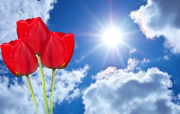 The sky, the sun, clouds, rays, flowers, background, photoshop, tulips