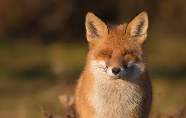 Nature, background, Fox, Fox, squints