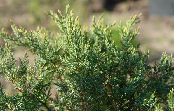 Macro, nature, green, green, nature, green background, macro, cypress