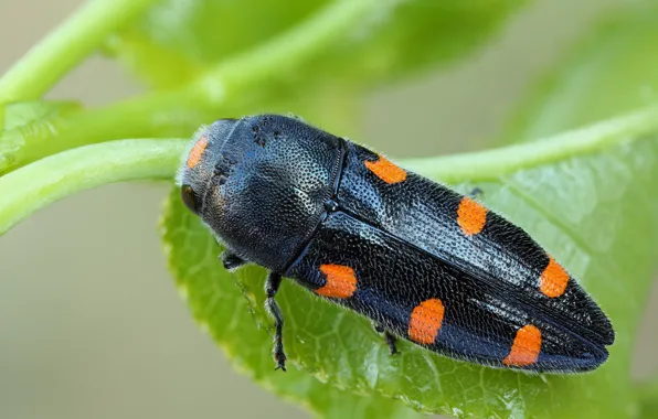 Macro, beetle, insect
