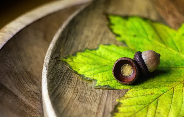 Macro, nature, leaf, fruit, acorns, bokeh, composition, wooden