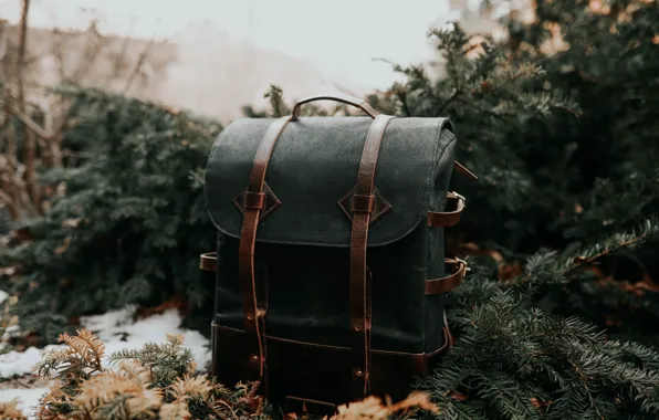 Spruce, needles, backpack