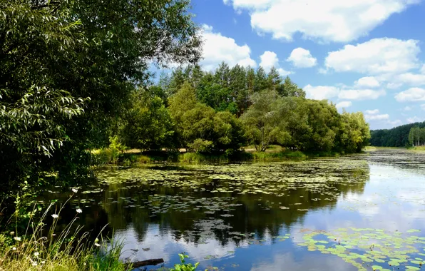 Clouds, trees, lake, reflection