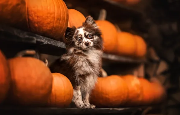 Picture look, dog, pumpkin