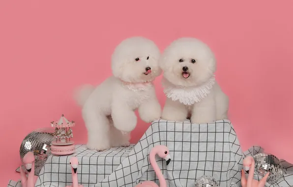 Dogs, look, pose, a couple, two dogs, faces, Bichon Frise