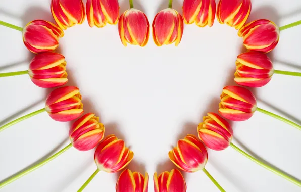 Heart, spring, tulips, March 8, heart, beautiful, tulips, color