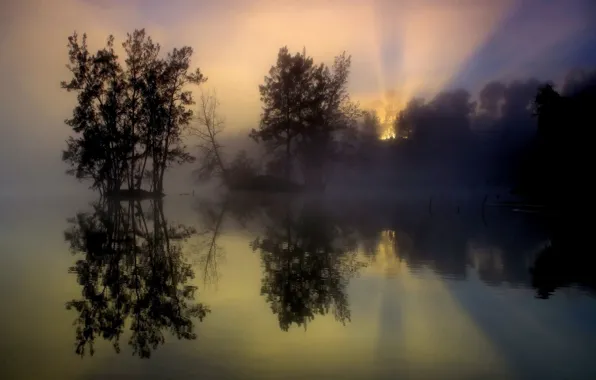 Trees, fog, lake, reflection, sunrise, morning