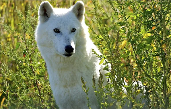 White, wolf, sitting, in the grass