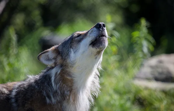 Picture grey, background, wolf, blur