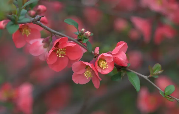 Macro, branch, flowering, flowers, quince