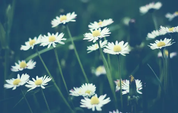 Flowers, chamomile, white, a lot