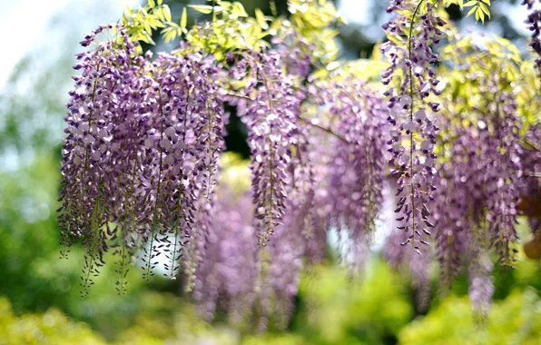 Flowering, shrub, Bush, Wisteria, flowering, Wisteria