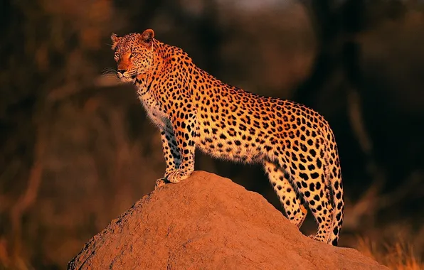 Slide, leopard, is, looks