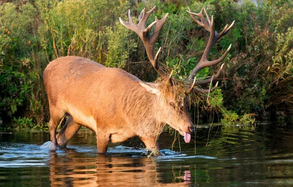 Autumn, language, thickets, deer, horns, pond, grimace