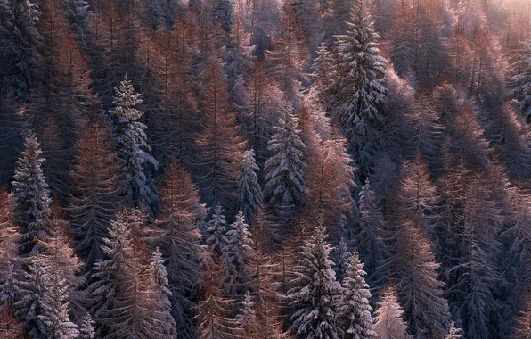 Winter, forest, snow, trees, nature