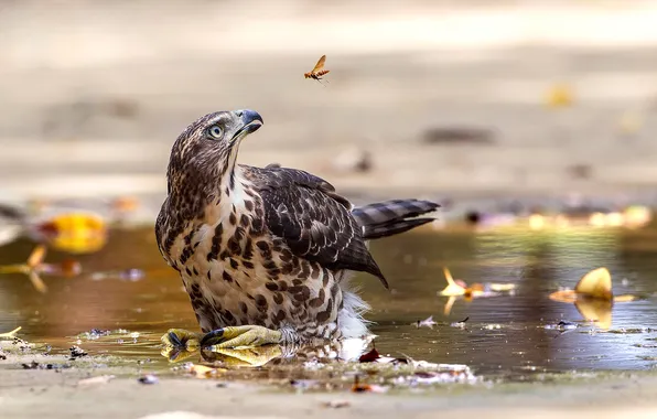 Water, bird, beak, insect
